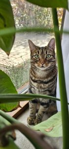 Chingon, Should I Put a Collar Around My Cat? A Complete Guide for Cat Owners