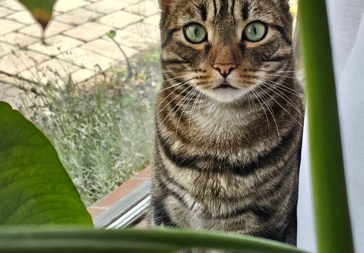 Chingon, Should I Put a Collar Around My Cat? A Complete Guide for Cat Owners