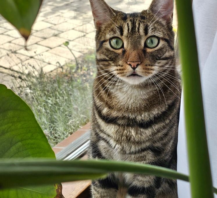Chingon, Should I Put a Collar Around My Cat? A Complete Guide for Cat Owners