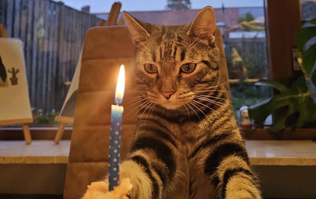 Cat birthday