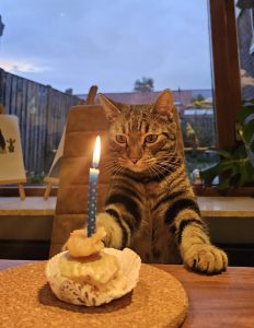 Cat birthday