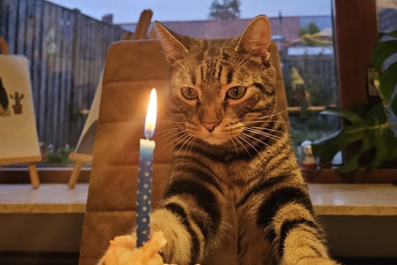 Cat birthday
